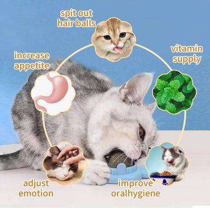 3Pcs Natural Catnip Kitten Mint Balls Safe Healthy Teeth Cleaning Dental Toy
